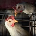 BRF abate 74 mil galinhas de forma preventiva para evitar risco de gripe aviária