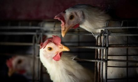 BRF abate 74 mil galinhas de forma preventiva para evitar risco de gripe aviária