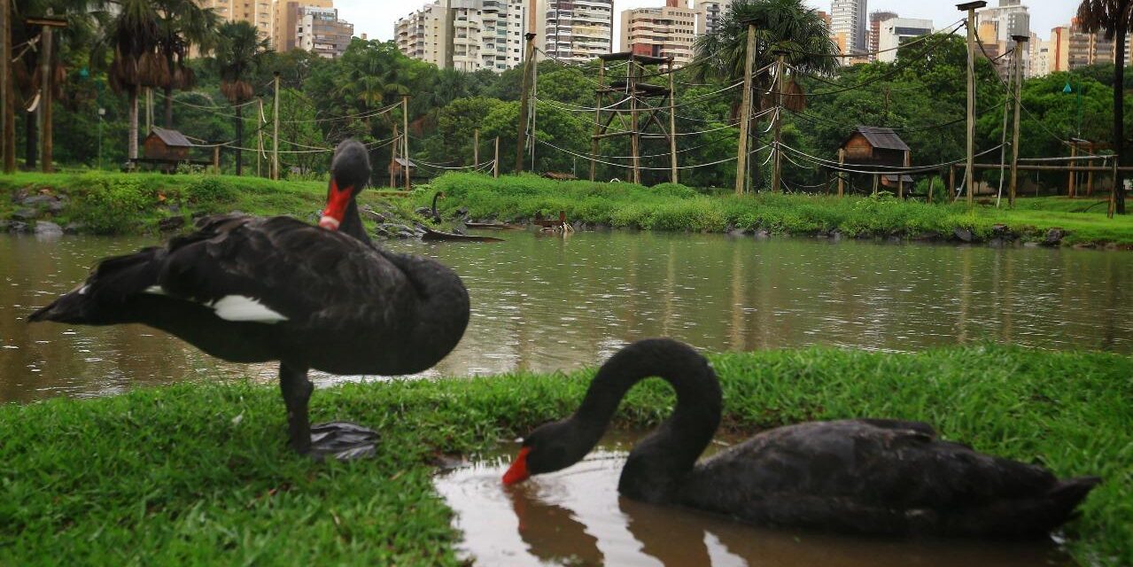 Zoológico de Goiânia é fechado após morte de cisne negro; suspeita é de gripe aviária