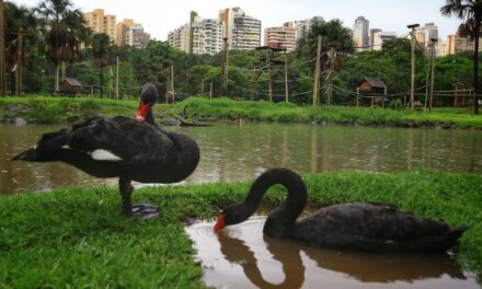 Zoológico de Goiânia é fechado após morte de cisne negro; suspeita é de gripe aviária