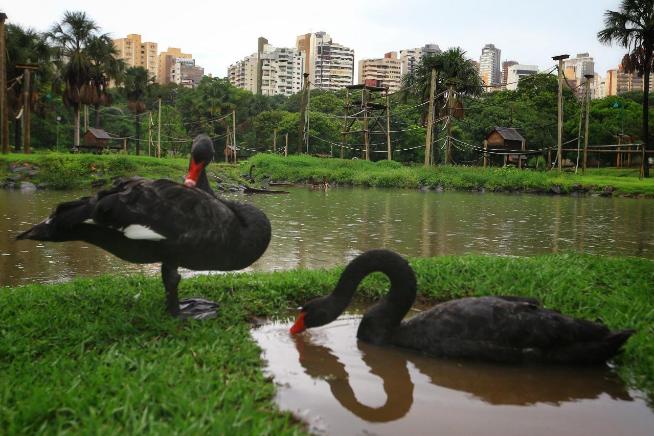 Zoológico de Goiânia é fechado após morte de cisne negro; suspeita é de gripe aviária