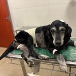 UPAvet realiza cirurgia em cadela e retira com tumor mamário de 3,5 quilos em Goiânia
