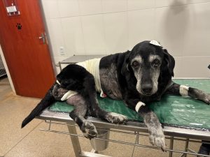 UPAvet realiza cirurgia em cadela e retira com tumor mamário de 3,5 quilos em Goiânia
