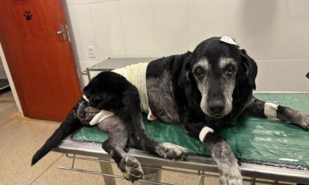 UPAvet realiza cirurgia em cadela e retira com tumor mamário de 3,5 quilos em Goiânia