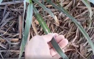 Goiás registra 3,5°C, tem o dia mais frio do ano e até geada