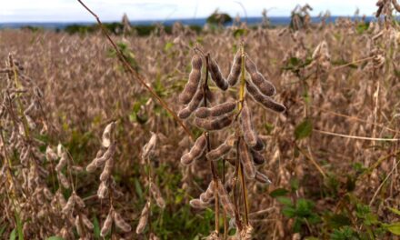 Balança comercial goiana fecha setembro com superávit de US$ 700,5 milhões