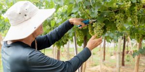 Pesquisa da Emater avalia variedades de uva adaptadas ao Cerrado