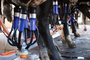 Caiado proíbe venda de leite líquido feito a partir de leite em pó importado