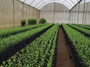 Agrodefesa e UFG firmam acordo para fortalecer vigilância fitossanitária em Goiás