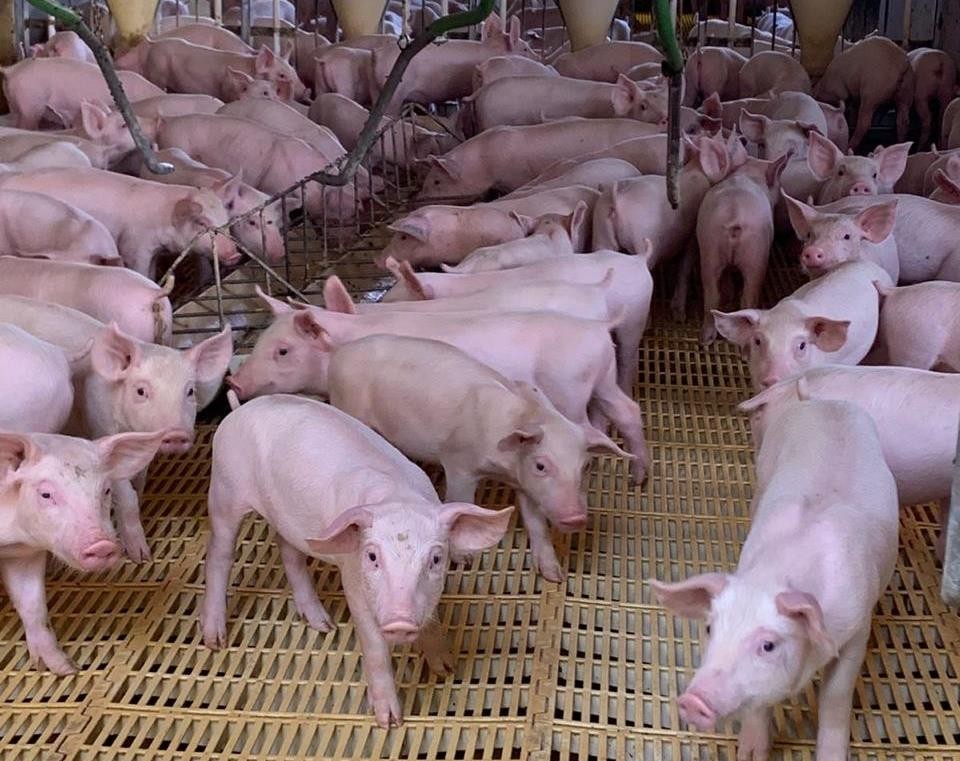 Agrodefesa assume certificação de granjas de reprodutores suínos Agrodefesa assume certificação de granjas de reprodutores suínos