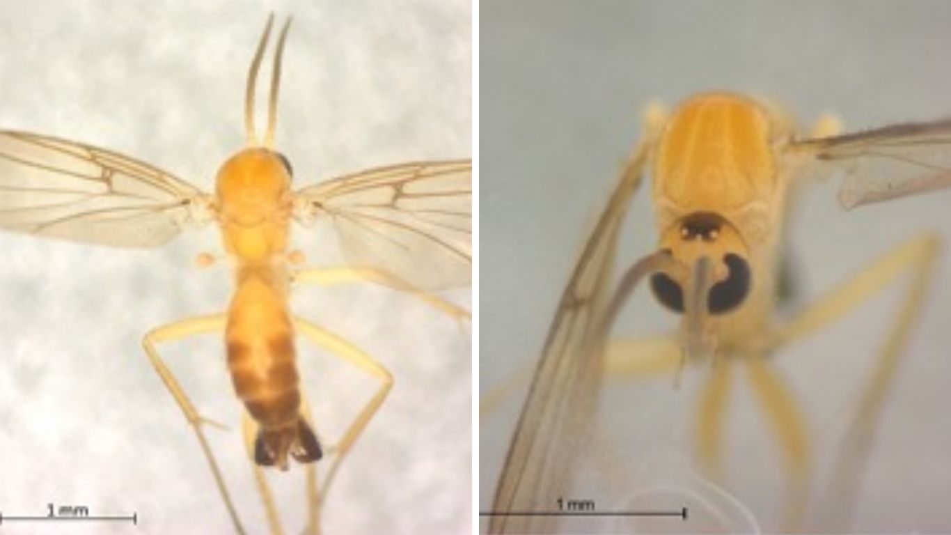 Goiás abre 1ª consulta pública do Brasil para avaliar risco de extinção de moscas e pernilongos
