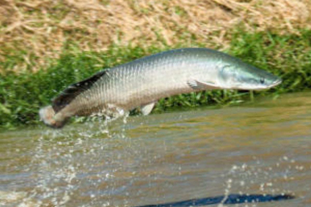 Regras para pesca do pirarucu mudam em Goiás Regras para pesca do pirarucu mudam em Goiás