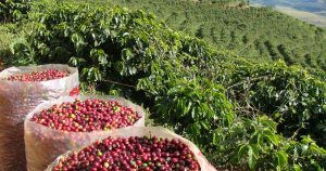 Cafeicultura em Goiás avança com encontro inédito