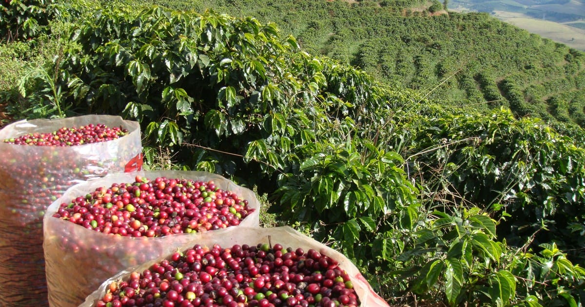 Cafeicultura em Goiás avança com encontro inédito