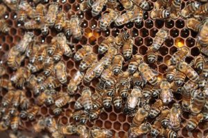 Agrodefesa publica “Guia de Boas Práticas Agrícolas para Preservação dos Polinizadores”