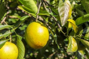 Controle fitossanitário contribui para aumento da produção de citros em Goiás