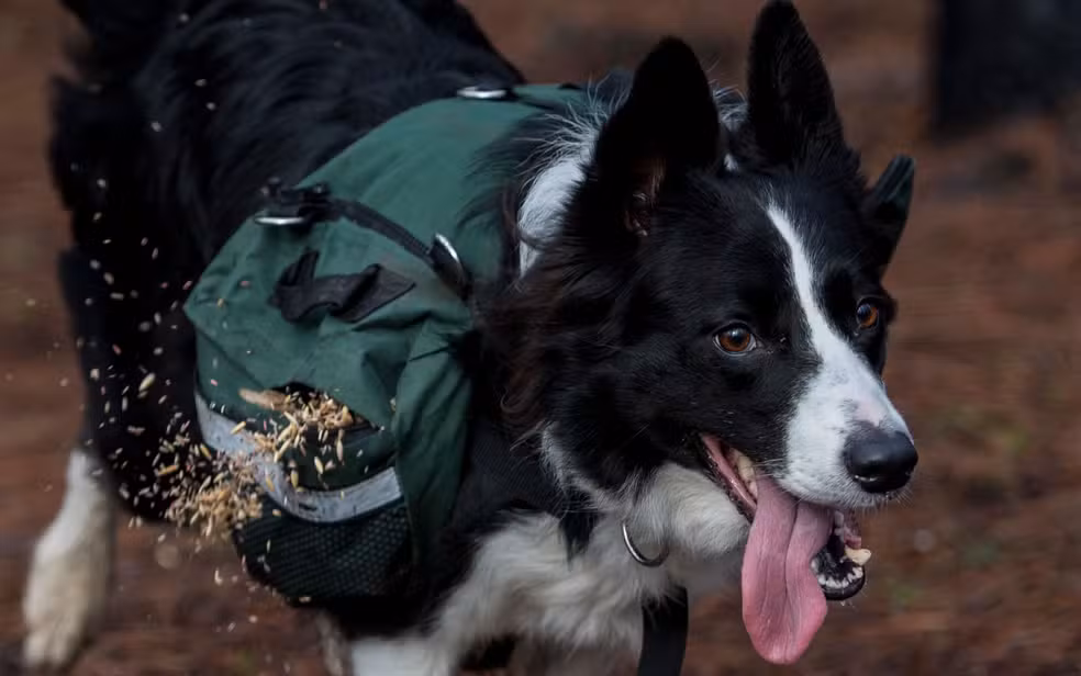 Companhia aérea permitirá cães de até 30 kg na cabine do avião