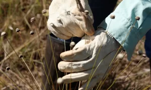 Pesquisadores encontram plantas consideradas extintas há 30 anos