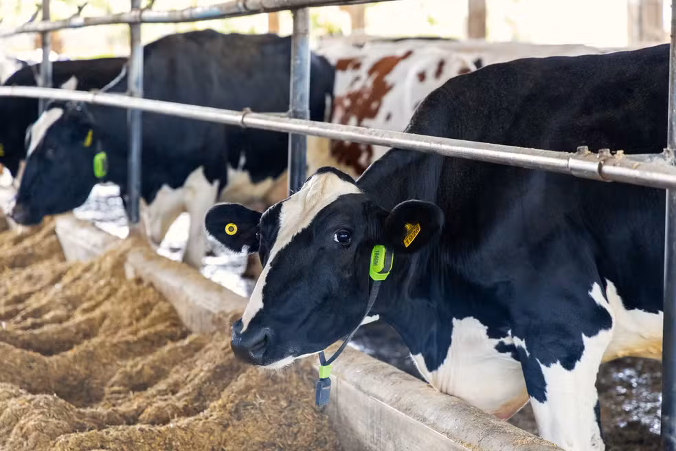 Vacas monitoradas por IA viram garantia de empréstimos em operação inédita no Brasil