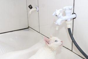 Saneago alerta para uso consciente da água durante período de seca